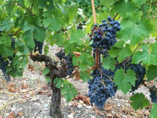 红酒有哪些羞羞视频免费视频羞羞视频APP免费下载呢